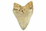 Serrated, Fossil Megalodon Tooth - West Java, Indonesia #226238-2